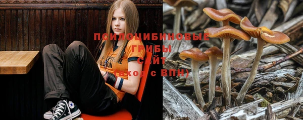 индика Майский